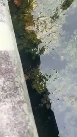 The video shows a close-up view of a dark-colored fish swimming in a body of water. The water is filled with green algae and some debris, including a small, brown leaf floating near the fish. The fish has visible eyes and appears to be close to the surface. The edge of what seems to be a concrete structure is seen on the left side of the frame, suggesting the water body might be a pond or container. The shot is steady, focusing primarily on the fish as it moves gently through the water.