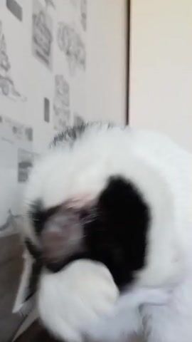 The video shows a black and white cat grooming itself. The cat is focused on cleaning its paw, bringing it to its mouth and licking it. The background is blurred, but appears to be an indoor setting with some sort of patterned wallpaper or posters on the wall. The lighting suggests it is daytime, possibly near a window.
