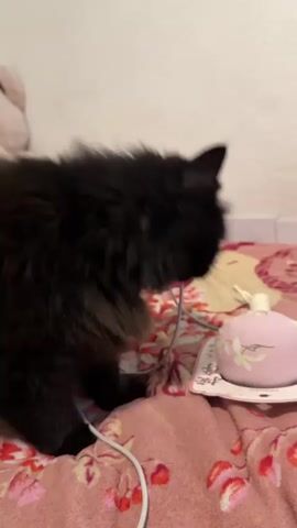 A black, long-haired cat with a fluffy tail is sitting on a pink blanket with a floral pattern. The cat is sniffing a small, round, pink object with a white floral pattern, which appears to be a toy or a decorative item. A white cord is visible near the cat. The background is a plain wall. The lighting is dim.