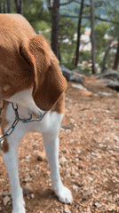 Dog walk captured in coastal Montenegro pine forest