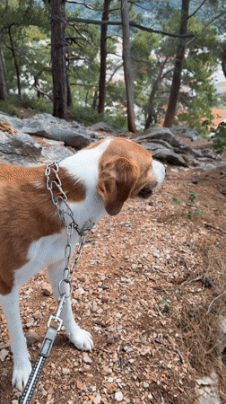 Dog walk captured in coastal Montenegro pine forest