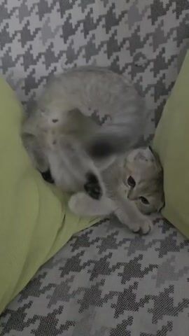 A silver Scottish Fold kitten is lying on its back between two pillows on a couch. The kitten is positioned in a way that suggests it is playing or relaxing. The couch has a gray and white houndstooth pattern. The kitten's tail is curled upwards and appears to be in motion. Its eyes are wide and looking at the camera. The kitten's paws are visible, and it seems to be in a relaxed pose. The lighting suggests an indoor environment.