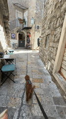 Dog walk through Budva's Old Town captured by witness