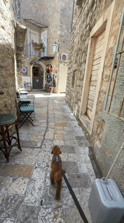 Dog walk through Budva's Old Town captured by witness