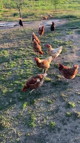 The video captures an outdoor scene in Vaskovo, Bulgaria, likely a farm or a large yard. Numerous chickens of various colors, predominantly brown, but also some white and black ones, are scattered across a patch of ground covered with sparse grass and dirt. The chickens are actively moving around, pecking at the ground, presumably foraging for food. Some chickens are in the foreground, while others are visible further back in the field. The lighting suggests either early morning or late afternoon, as long shadows are cast by the chickens, indicating a low sun. In the background, there are a few small trees and some fencing or wires, characteristic of a rural setting. The overall impression is one of a peaceful, natural farm environment.
