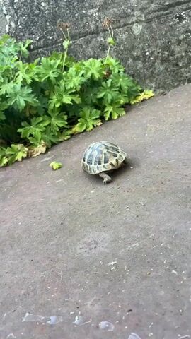 A small tortoise walks across a textured, concrete surface. To the left, a patch of lush green plants grows against a rough, grey, concrete wall. The tortoise moves slowly, its legs visible beneath its shell. A small piece of green food is visible to the left of the tortoise.