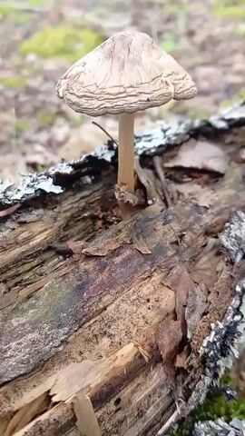 A close-up, shaky, outdoor video focuses on a single mushroom growing out of a decaying log. The mushroom has a light brown cap and a pale stem. The log is covered in rough bark, lichen, and moss. The background is blurred, suggesting a forest floor with fallen leaves and some green foliage. The camera movement is primarily a slow pan across the log and mushroom.