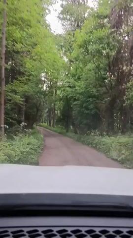The video shows a point-of-view shot from inside a vehicle driving on a dirt road through a forest. Tall trees with lush green foliage line both sides of the road, creating a dense canopy overhead. The road appears to be unpaved and somewhat narrow, with a scattering of grass and other vegetation along its edges. The lighting suggests it is daytime, possibly overcast, as the light is diffused and there are no harsh shadows. The vehicle's dashboard is partially visible in the foreground, indicating the perspective is from the driver's seat. The road winds slightly ahead, disappearing into the trees. No other vehicles or people are visible in the shot.