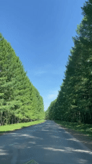 Car travels tree-lined road in Подшивалово, Russia