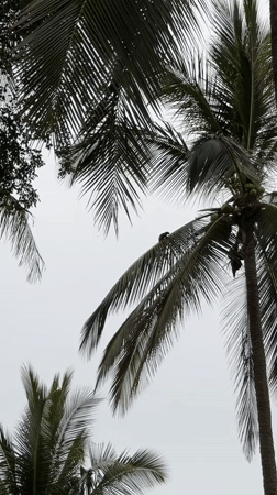 Squirrels spotted climbing palm trees in tropical Thailand setting