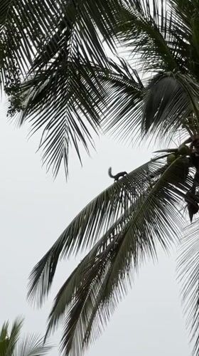 Squirrels spotted climbing palm trees in tropical Thailand setting