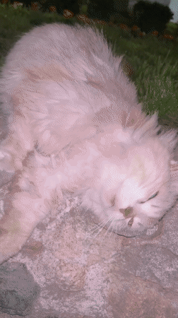 Evening scenes captured in Karlovo: cat, fountain, monument