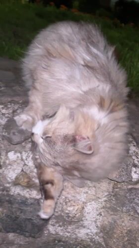 Evening scenes captured in Karlovo: cat, fountain, monument