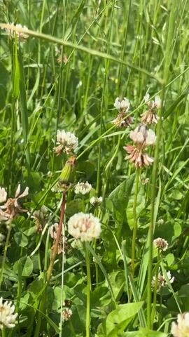 The video shows a close-up view of clover flowers and green grass. A bee is visible hovering around one of the white clover flowers, appearing to collect nectar. The lighting suggests it is daytime, with sunlight filtering through the grass. The background is out of focus, emphasizing the flowers and the bee.