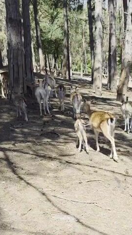 A group of deer are gathered in a forest clearing. The deer are various shades of brown and white, and some of them have spots. The ground is covered in dirt and fallen leaves. The trees are tall and slender, with green foliage at the top. Sunlight filters through the trees, casting shadows on the ground. Some of the deer are looking towards the camera, while others are grazing or interacting with each other. One deer appears to be a fawn.