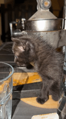 Black kitten spotted indoors and outdoors in Dobra Voda