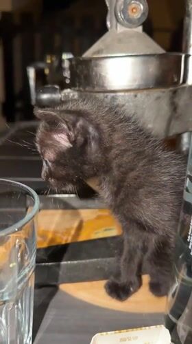 Black kitten spotted indoors and outdoors in Dobra Voda