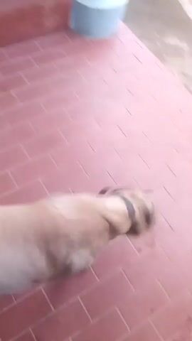In this video, a light brown dog with a black collar is standing on a tiled patio. A person's hand can be seen gently petting the dog's head and back. The dog appears to be a medium to large breed, possibly a mastiff mix, with a muscular build. The setting suggests an outdoor area, possibly a backyard or porch, with red tiled flooring and a hint of a gray cylindrical object in the background, which could be a planter or a bin. The lighting appears to be natural daylight, suggesting the activity is taking place during the day. The interaction between the person and the dog seems affectionate and calm, indicating a positive emotional connection. No visible text is present in the video. The location context provided is Onibudo, Nigeria, which helps to place the scene geographically. The overall atmosphere is one of gentle interaction and domesticity.