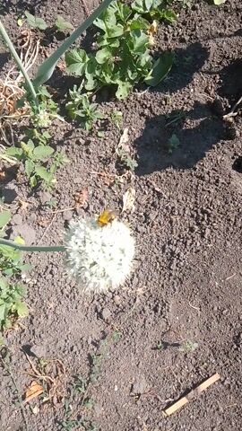 A bee is shown on a white, spherical flower in a garden. The ground is dark brown soil with some green plants and dry leaves scattered around. The flower is on a tall green stem. The bee has yellow and black markings. The sun is shining, casting shadows on the ground.