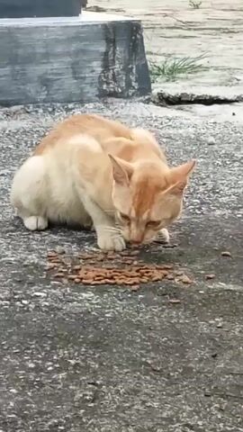 A ginger cat is eating kibble from a concrete surface. The cat is hunched over the food with its head down. In the background, there is a gray concrete structure and some sparse greenery. The lighting suggests it is daytime.