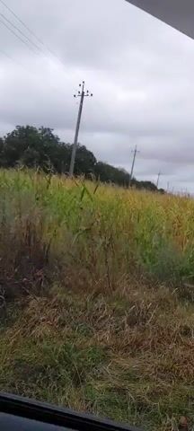 A video shows a rural landscape under a cloudy sky. A field of tall, dry grass and some green plants stretches across the scene. Two utility poles with wires are visible in the background. The wind appears to be blowing, causing the grass and plants to sway. The overall atmosphere is somewhat bleak and overcast.