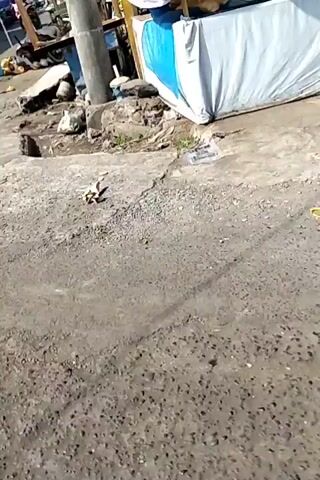 The video begins by showing a dusty, unpaved road with some debris and a utility pole on the left. The camera pans to the right, revealing a row of makeshift stalls or structures, some with tarps or plastic sheeting for covering. There's evidence of discarded materials and trash scattered around.

As the video progresses, the camera focuses on one of the stalls where a person is seen sitting under a large blue umbrella, surrounded by a display of coconuts and bananas. The person appears to be preparing a coconut. Nearby, there's a blue bucket and other items commonly found at a roadside market.

The camera then moves further along the street, showing more of the dilapidated structures and accumulated debris. It captures a wide, metal roll-up door of a building on the right, which appears to be closed. The overall environment suggests a busy but somewhat disorganized urban or semi-urban setting, possibly a market area with vendors operating from temporary setups. The sunlight indicates it is daytime.