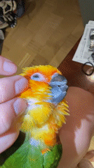 Woman takes selfies with colorful parrot in Khimki home