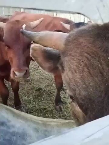 The video shows several cows in an outdoor enclosure. The foreground is dominated by the back of a dark-colored cow's head and horns, which is facing away from the camera. Behind this cow, two brown cows are visible. One is facing the camera, and the other is partially obscured, with its head down. The ground is covered in hay and dirt. The enclosure appears to be fenced with wooden planks in the background. The cows have small horns. Some flies are visible on the brown cows.
