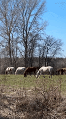 Horses graze in sunny Russian field near Noviy