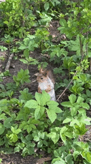 Squirrel spotted foraging in Saint Petersburg park, offered treat