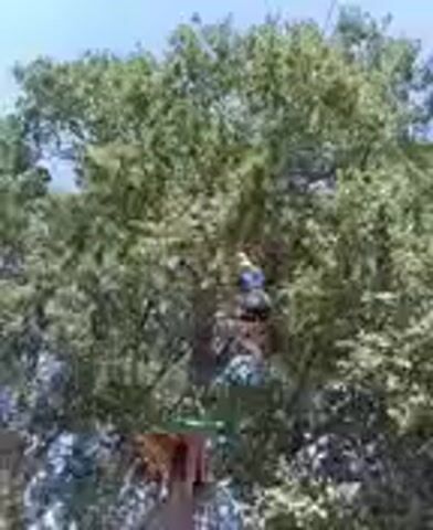 A video displays a tree with foliage. Within the branches, several light brown animals resembling cats or small dogs are visible. One animal is perched on a branch, looking to the left, while another is positioned higher up in the tree, also looking left. The animals appear to be in good condition. The lighting suggests it is daytime.