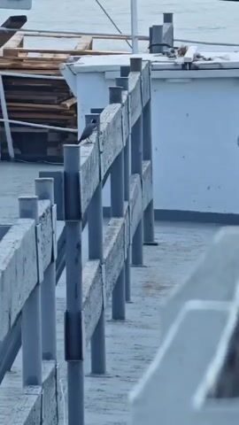 The video shows a bird perched on a wooden railing on a deck. The railing is gray and appears weathered. The deck is also gray and appears to be made of a material similar to concrete. In the background, there is a body of water and a stack of wooden planks. The bird is small and dark-colored. It is facing to the left of the frame. The bird then hops along the railing.
