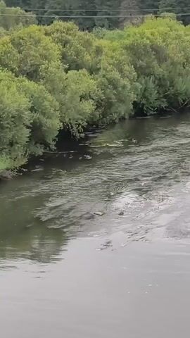 A video captures a view of a river flowing past a bank lined with trees. The water appears murky and there are some scattered objects floating on the surface. The trees are dense and green, suggesting a natural environment. The scene is observed from a slightly elevated position, possibly a bridge or an embankment. The lighting suggests it is daytime.
