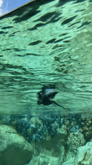 Penguins spotted swimming and standing at Chicago zoo exhibit