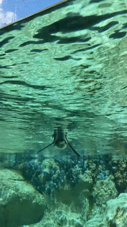 Penguins spotted swimming and standing at Chicago zoo exhibit