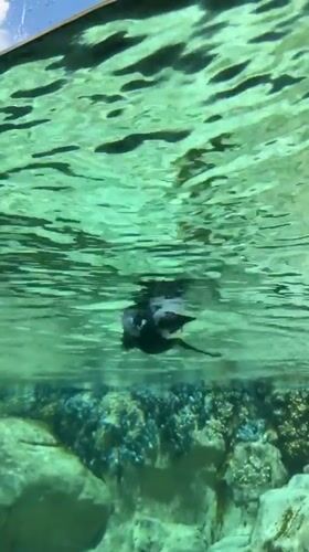 Penguins spotted swimming and standing at Chicago zoo exhibit