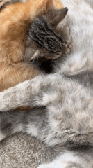 Cat family napping together on a concrete surface in Bulgaria