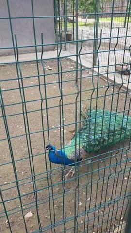 A peacock is seen through a green wire mesh fence. The bird’s head and neck are dark blue, its body mottled in black and white, and its long train of feathers a vibrant green with blue eye-shaped markings. The peacock is walking, moving to the left of the frame. The ground is bare and light brown. Behind the peacock is another fenced enclosure with a white bird, possibly another peacock, resting on a wooden structure. A gray wall is also visible beyond the fences.