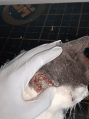 Injured cats receive veterinary care in Nairobi clinic