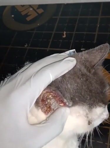 Injured cats receive veterinary care in Nairobi clinic