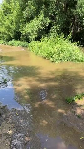 A stream flows through a wooded area. The water is murky brown in the center and clearer on the left. Lush green foliage lines the banks, with trees in the background. The ground on the left bank is muddy and has some debris. The sky is visible with some clouds.