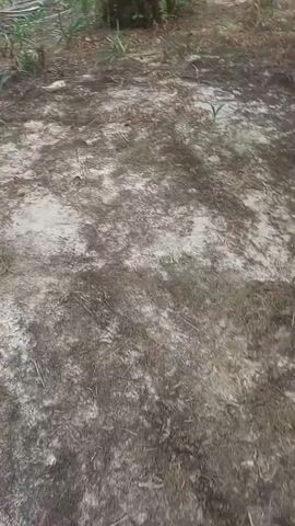 The video shows a first-person perspective of walking through a sandy area with sparse vegetation. The ground is a mix of light brown sand and darker patches of dirt or dried leaves. There are some green plants growing in clumps, particularly to the left and foreground. In the background, there are trees with large fronds, suggesting a tropical or subtropical environment, possibly a palm plantation. The lighting appears to be natural daylight. The camera movement is slightly shaky, indicating walking. There are no people or animals visible. The scene is an outdoor, natural environment.