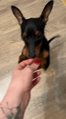 Dog interactions and home moments captured in Saint Petersburg