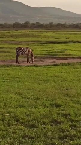 The video shows a single zebra standing in a field of green grass, separated by a dirt path. The zebra is facing to the left, away from the camera, and appears to be grazing. In the background, there is a range of hills. The sky is overcast and the lighting is dim. It is possible that the zebra is grazing near other animals, as there is some muffled human speech.