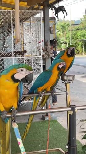Three macaws feed at outdoor perch in Nathon, Thailand