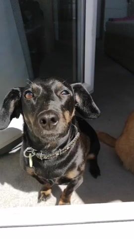 In a sunlit indoor setting, a black and tan Dachshund dog and an orange tabby cat are positioned near a window or doorway frame. The dog, wearing a collar with a tag, is initially looking towards the right with its head slightly tilted, then shifts its gaze more directly to the left. Sunlight illuminates its fur, making it appear glossy.

Beside the dog, an orange tabby cat sits calmly, its head bowed slightly, appearing to look downwards or away from the camera. Its amber eyes are partially visible, and its striped fur is prominent. The animals are sitting on what appears to be a light-colored carpet or rug.

In the background, a room with furniture, including what looks like a bed frame or dresser, is visible. The scene is brightly lit by natural light, suggesting it is daytime. No discernible text is visible in the video.