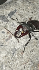 Stag beetle up close on concrete, Tiraspol, multiple angles