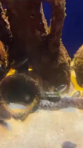 The video shows an aquarium with a sandy bottom and several artificial rock structures. Several small, light-colored fish with slender bodies swim in and around the rock structures, some of which appear to be hollowed out. The background is a solid blue. The camera pans slightly, keeping the fish and their environment in focus.