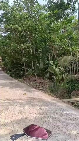 A first-person perspective video shows a person riding a motorcycle down a paved road surrounded by lush green foliage. The road is a light grey color with some darker patches. On the left side of the road, there are trees and some houses visible in the distance. On the right side, there are dense trees and vegetation. The sky is bright and appears to be daytime. In the foreground, a motorcycle mirror with a red rim is visible, reflecting the sky and trees. The video captures the movement of the motorcycle as it travels along the road, with the scenery passing by. There is some light vegetation and debris on the side of the road. At approximately the 00:01 mark, another motorcycle with two people riding on it is seen approaching from the opposite direction. The video continues to show the road and the surrounding environment as the rider moves forward.