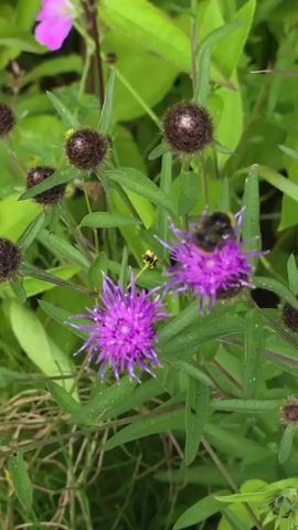 A bumblebee is shown on a purple thistle-like flower. The flower is surrounded by green leaves and other unopened buds. The background is out of focus, with hints of other green foliage and a pink flower.